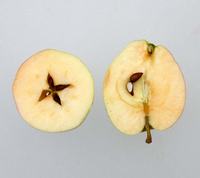 Gult augustæble overskåret